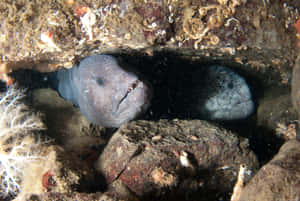 Wolf Eels Peeking From Rocky Den Wallpaper