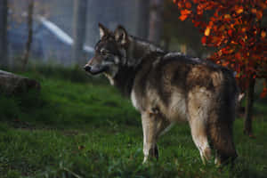 Wolf Enjoying Its Habitat During The Summer Wallpaper