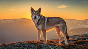 Wolf In Sunset 1920 X 1080 Wallpaper Wallpaper