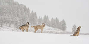 Wolf In Winter 2000 X 1000 Wallpaper Wallpaper