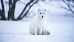 Wolf Standing Gracefully In The Snowy Wilderness Wallpaper
