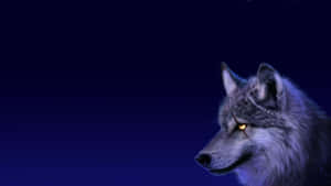 Wolf Wallpapers Wolf Wallpapers Wallpaper