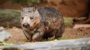 Wombatin Natural Habitat.jpg Wallpaper