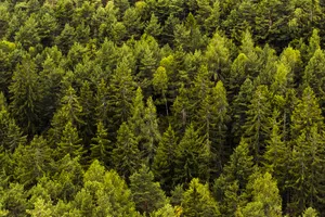 Wonderful Green Nature Tree Copse Wallpaper