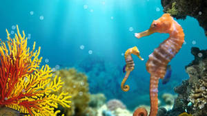 Wonderful Yellow Orange Seahorse Wallpaper