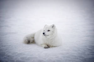 Wondering White Fox On Ice Wallpaper