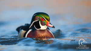 Wood Duck In Natural Habitat Wallpaper