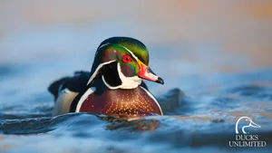 Wood Duck In Natural Habitat Wallpaper