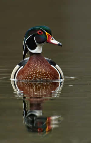 Wood Duck Reflection Wallpaper