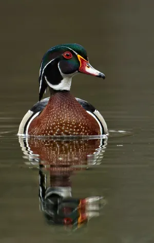 Wood Duck Reflection Wallpaper