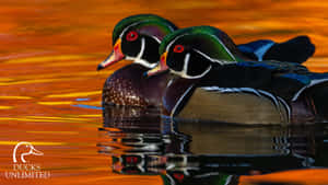Wood Ducks At Sunset Wallpaper