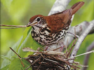 Wood Thrush Building Nest Wallpaper