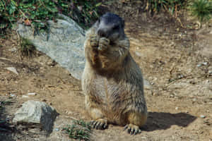 Woodchuck Eatingin Nature.jpg Wallpaper