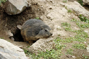 Woodchuck Emerging From Burrow.jpg Wallpaper