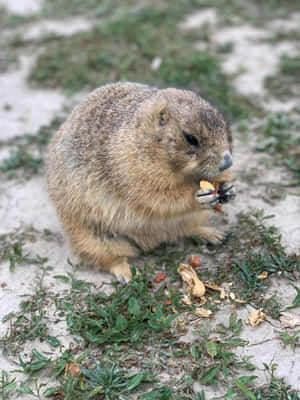 Woodchuck Enjoying A Snack.jpg Wallpaper