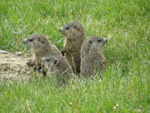 Woodchuck Familyin Grass Wallpaper