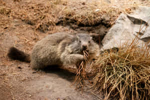 Woodchuck Gathering Nesting Materials Wallpaper