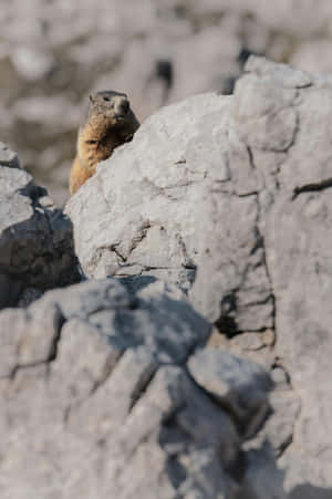 Woodchuck Peeking From Rocks Wallpaper