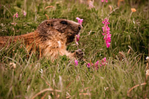 Woodchuckin Grassland Wallpaper