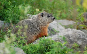 Woodchuckin Natural Habitat.jpg Wallpaper