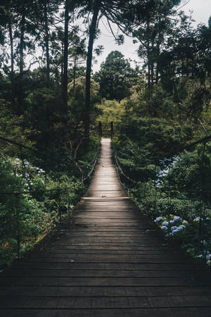 Wooden Bridge Forest Background Wallpaper