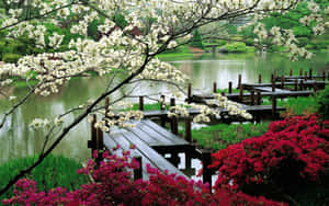 Wooden Bridge With A Cool Japanese Tree Wallpaper