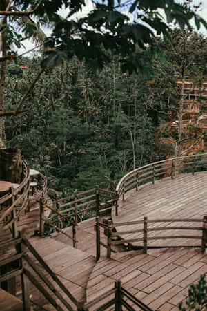 Wooden Deck Overlooking Tropical Forest Wallpaper