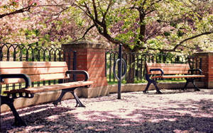 Wooden Park Benches Wallpaper