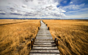 Wooden Path In A Field Wallpaper