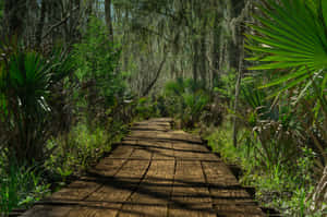 Wooden Pathway Through Lush Jungle Wallpaper