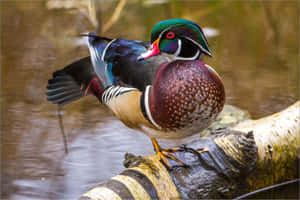 Woodland Duck Sanctuary Wallpaper