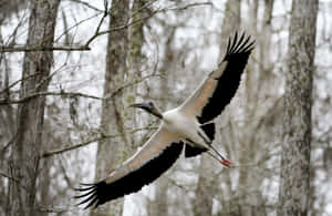 Woodland_ Stork_ Flight.jpg Wallpaper