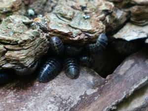 Woodlice Hiding Under Bark Wallpaper