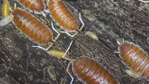 Woodlice On Log Wallpaper