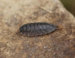 Woodlouseon Brown Surface Wallpaper