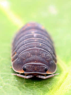 Woodlouseon Leaf Wallpaper