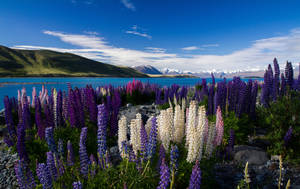 World's Most Beautiful Flowers Lupine Field Wallpaper