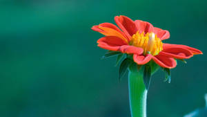 World's Most Beautiful Flowers Zinnia Wallpaper