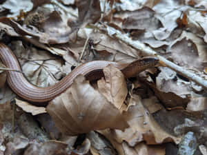 Worm Lizard Camouflagedin Leaves Wallpaper