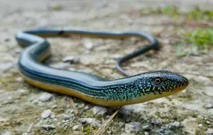 Worm Lizard Close Up Wallpaper