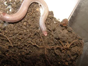 Worm Lizardin Habitat.jpg Wallpaper