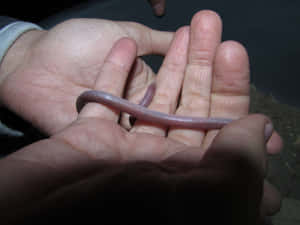 Worm Lizardin Hand Wallpaper