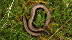 Worm Lizardin Natural Habitat Wallpaper