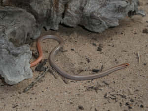 Worm Lizardin Natural Habitat.jpg Wallpaper