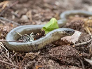 Worm Lizardin Natural Habitat Wallpaper