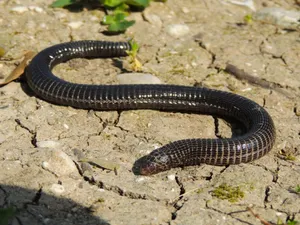 Worm Lizardon Dry Ground Wallpaper