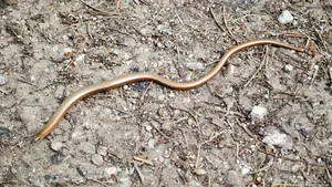 Worm Lizardon Ground.jpg Wallpaper