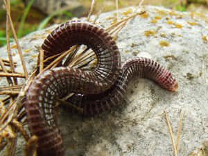 Worm Lizardon Rock Wallpaper