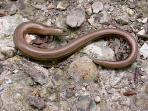 Worm Lizardon Rocky Ground Wallpaper