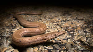 Worm Lizardon Rocky Ground Wallpaper